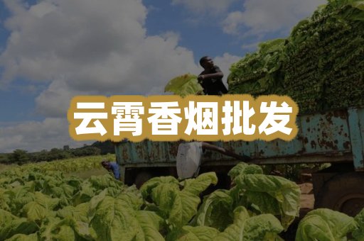 云霄香烟批发